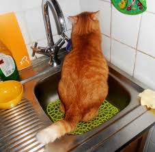 your cat stops using the litter box