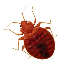 Customer name:miss f j robertson. Fast Working Bed Bug Heat Treatment Pest Exterminators Bed Bug Control London