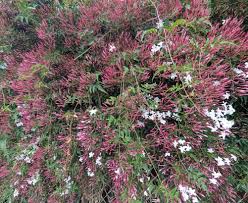 Image result for Jasminum polyanthum