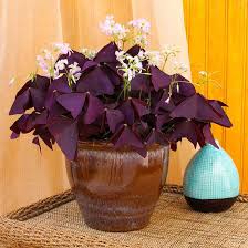 Looking for the best indoor plants that are low maintenance (aka, hard to kill)? 22 Of The Most Beautiful Blooming Houseplants Plants House Plants Planting Flowers