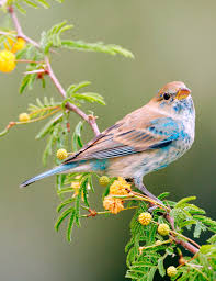 Bird Hitting Window Meaning Pin On Backyard Birds