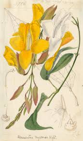 Image result for Thunbergia laborans