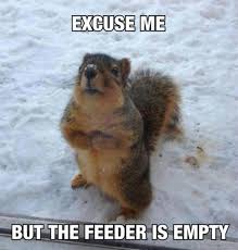 55 Funny Winter Memes That Are Relatable If You Live In The North Squirrel Funny Cute Animal Pictures Squirrel Memes