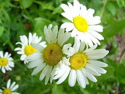 Daisy Medicinal Uses And Benefits Bellis Perennis Medicinal Herbs Edible Flowers