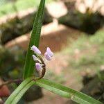 Image result for Polystachya bifida