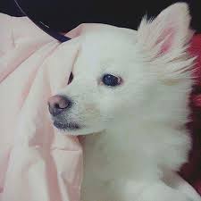 arab twinkles stellar fans on instagram تحديث انستغرام غايونغ gayoung ig update gayoung 찔려 효은 hyoeun 찔려 민희 min baby puppies stellar twinkle twinkle
