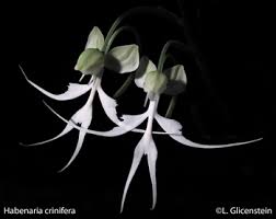 Image result for Habenaria malacophylla