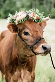 Finn The Cow Cute Animals Pet Cows Cute Baby Animals
