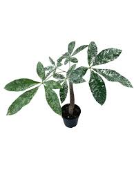 Image result for Pachira glabra