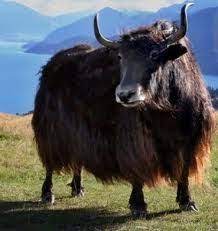 coolest animal vahsi hayvanlar hayvanlar mitolojik yaratiklar