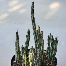 Image result for Kleinia