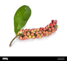 Image result for Antidesma vogelianum