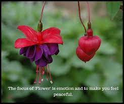 Flower Quotes Flower Quotes Beautiful Flower Quotes Flower Delivery