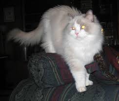 Located in sherwood, or 🌲 follow us for adorable cat pics and more!🐱 linktr.ee/catadoptpdx. Ragdoll Cat Adoption Dallas Texas George Ragdoll Rescue Dallas Texas Floppycats