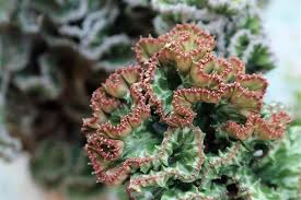 Home improvements kitchen planning & remodeling service bathroom remodeling. Vital Tips To Grow And Care For A Coral Cactus Plant Gardenerdy
