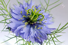 One of about 15 species in this genus in the buttercup family (ranunculaceae), n. Love In A Mist Flower Nigella Damascena Stock Photo Picture And Royalty Free Image Image 13799083
