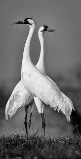 Black And White Speckled Bird With Red Head Whopping Cranes Beautiful Birds Birds Beautiful Creatures