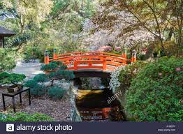 Beautiful Cherry Blossom At Japanese Garden Of Descanso Garden Los Angeles California Stock Photo Alamy