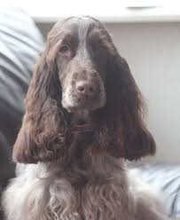 Online shopping for pet supplies from a great selection of claw care, brushes, hair removal mitts & rollers, shampoos & conditioners, scissors, combs & more at everyday low prices. Posh Pet Parlour Weybridge Home Facebook