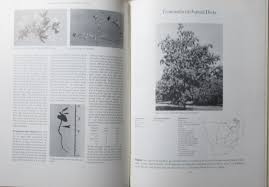 Image result for Terminalia trichopoda