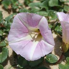 Morning Glory Flower Meaning In Tamil Best Flower Wallpaper