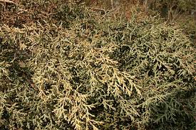 Image result for Cyphia mazoensis