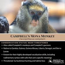 Image result for Monosis conferta