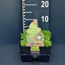 Check spelling or type a new query. Sedum Acre Yellow Queen Simply Green
