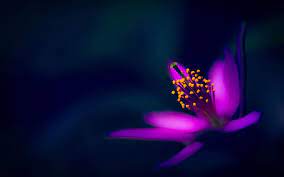 Be inspired by the beauty of nature with this gorgeous collection of flower wallpapers and images. Purple Flower Petals Macro Photography Black Background Wallpaper Flowers Wallpaper Better
