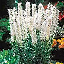 Shop White Blazing Star Breck S