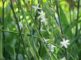 Image result for Chlorophytum bowkeri