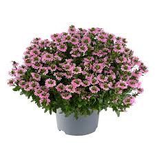 Image result for Scaevola