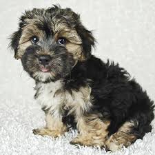 Maybe you would like to learn more about one of these? Morkie Puppies For Sale In Florida From Vetted Breeders
