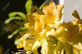 Hours may change under current circumstances Yellow Amarillo Flower Stock Photo Picture And Royalty Free Image Image 12341282