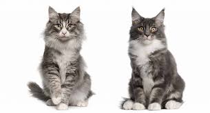 Norwegian forest cat size comparison. Norwegian Forest Cat Mixed Breed Online