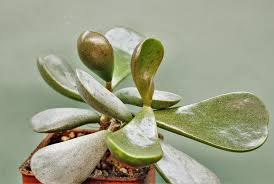 Image result for Raphionacme madiensis