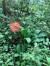 Image result for Scadoxus pole-evansii