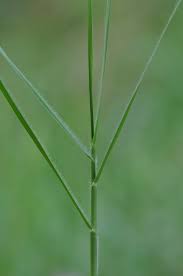 Image result for Panicum repentellum