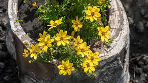 Image result for Bidens
