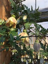 We did not find results for: Clematis Cirrhosa Var Balearica Early Times Joy Creek Nursery Sells It Klematis