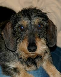 Mein Partner mit der kalten Schnauze