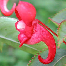 Image result for Impatiens salpinx
