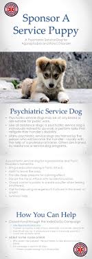 Https Www Gofundme Com Y6afm6b8 Http Chicadita Com Marlowe The Service Dog Service Dogs Psychiatric Service Dog Therapy Dog Training