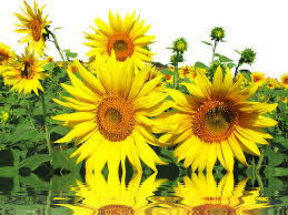 And with any luck a wind will descend upon. Download Laminated Poster Late Summer Summer Sun Nature Sun Sunflower Png Image With No Background Pngkey Com