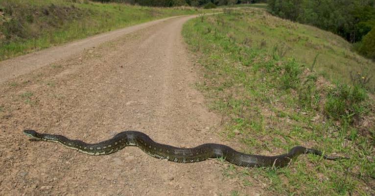 Image result for python"