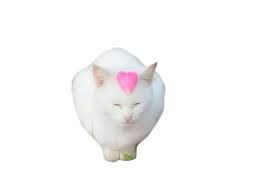Cat Png Rat Man Pink Cat Png