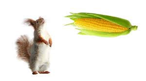 Of course, all foods last for a shorter period of time if they are not stored properly. Can Squirrels Eat Corn Corn Stalk And Corn Husk