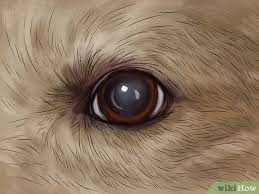 Check spelling or type a new query. How To Know If Your Dog Is Losing Its Eyesight 13 Steps