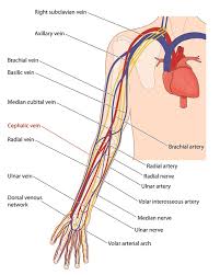 Cephalic Vein The Definitive Guide Biology Dictionary The anatomical snuffbox is merely a surface anatomy characteristic and functions in context with other anatomical features. cephalic vein the definitive guide