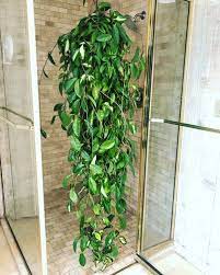 Hoya Carnosa Care Tips And Top Secrets For Blooming House Plant Care Hoya Plants Inside Plants